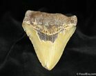 Megalodon Tooth From SC #837-1
